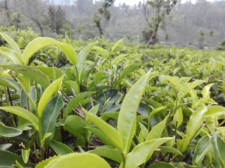 Growing Tea Leaves stock photo