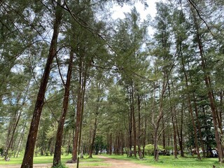 Forest trees in the park
