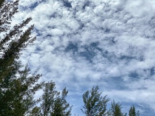 Blue sky and clouds view with forest trees