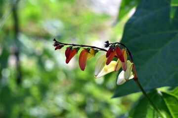 Blüten und Blätter einer Sternwinde