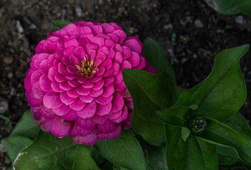 pink zinnia flower with green leaves blooming in summer - obrazy, fototapety, plakaty
