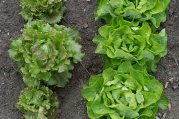 head of lettuce growing in a row on a farm