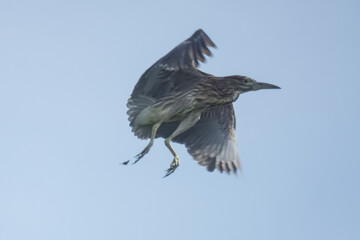bird in flight
