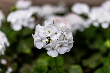 white flower taken very close up in a garden