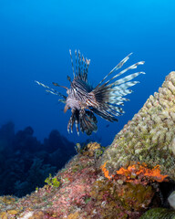 Fototapeta na wymiar A lion fish swimming over a coral reef