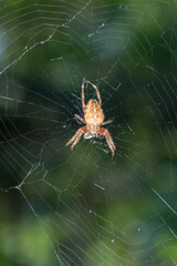 European garden spider (cross spider, Araneus diadematus) sitting in a spider web.