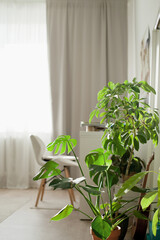 Green plants at home