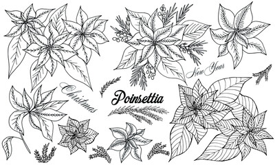 Hand drawn isolated set of poinsettias. Monochrome realistic branches  in vintage style. Vector illustration with elements decorations for  greeting cards, christmas posters,  wrapping and advertising