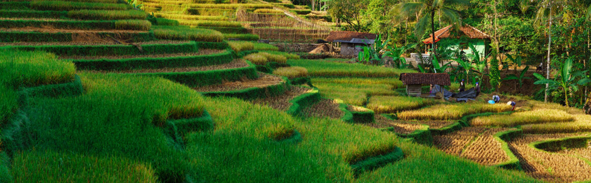 rice field