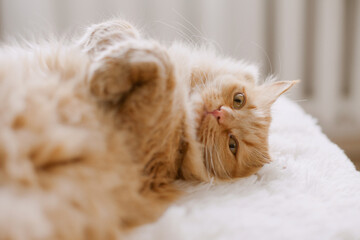Fluffy sleepy orange ginger cat lying on the white blanket on the bed