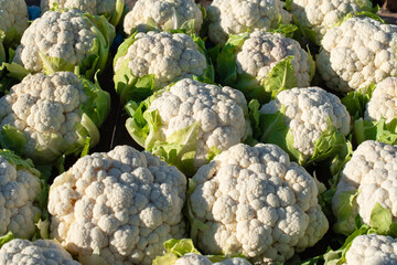 Obraz premium Cauliflowers fresh in the sun by day at the market