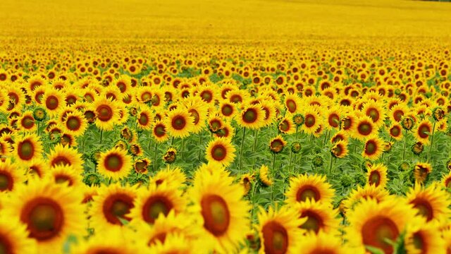 Beautiful fields with sunflowers in the summer. Field of yellow sunflower flowers. Static.