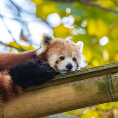 A red panda, Ailurus fulgens, lying on a bamboo
