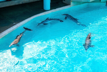 Four dolphins swimming inside pool in amusement park on a bright sunny day. Dolphins swimming...