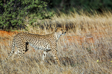 Cheetah walking in grass in Kgalagadi transfrontier park, South Africa ; Specie Acinonyx jubatus family of Felidae