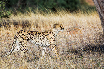 Cheetah walking in grass in Kgalagadi transfrontier park, South Africa ; Specie Acinonyx jubatus family of Felidae