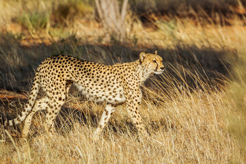 Naklejka premium Cheetah walking in grass in Kgalagadi transfrontier park, South Africa ; Specie Acinonyx jubatus family of Felidae