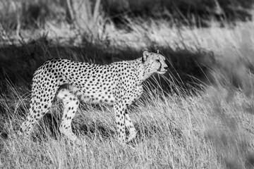 Cheetah walking in dry grassland in Kgalagadi transfrontier park, South Africa ; Specie Acinonyx jubatus family of Felidae