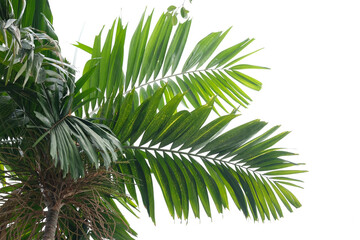 palm tree isolated on white