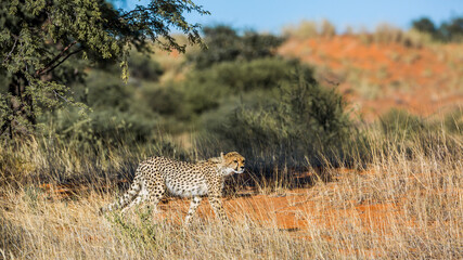 Cheetah walking stalking prey in Kgalagadi transfrontier park, South Africa ; Specie Acinonyx jubatus family of Felidae