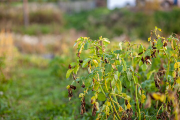 Rows of potatoes in the home garden. Preparation for harvesting. potato plants in rows on a kitchen garden farm springtime with sunshine. Green field of potato crops in a row. Growing of potato.