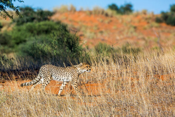 Cheetah walking stalking prey in Kgalagadi transfrontier park, South Africa ; Specie Acinonyx jubatus family of Felidae