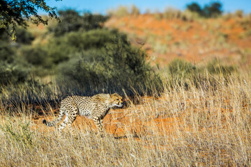 Cheetah walking stalking prey in Kgalagadi transfrontier park, South Africa ; Specie Acinonyx jubatus family of Felidae