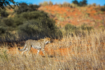 Cheetah walking stalking prey in Kgalagadi transfrontier park, South Africa ; Specie Acinonyx jubatus family of Felidae