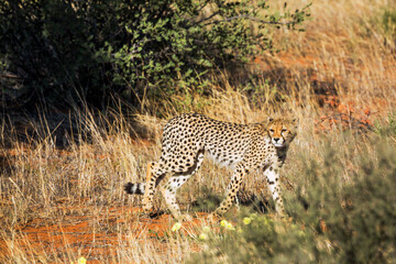 Cheetah walking stalking prey in Kgalagadi transfrontier park, South Africa ; Specie Acinonyx jubatus family of Felidae