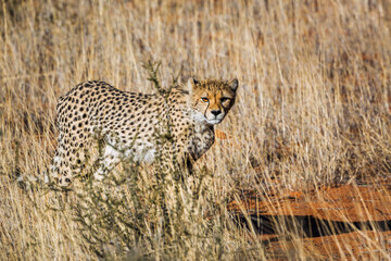 Cheetah in Kgalagadi transfrontier park, South Africa ; Specie Acinonyx jubatus family of Felidae