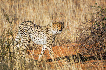 Cheetah in Kgalagadi transfrontier park, South Africa ; Specie Acinonyx jubatus family of Felidae