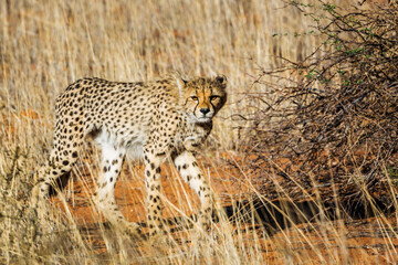 Cheetah in Kgalagadi transfrontier park, South Africa ; Specie Acinonyx jubatus family of Felidae