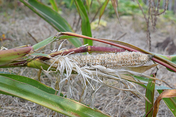 An empty ear of corn on a fallen stalk with grain pecked out by birds.