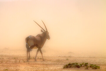 South African Oryx walking in sand storm in Kgalagadi transfrontier park, South Africa; specie Oryx...