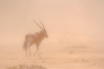 South African Oryx walking in sand storm in Kgalagadi transfrontier park, South Africa; specie Oryx...