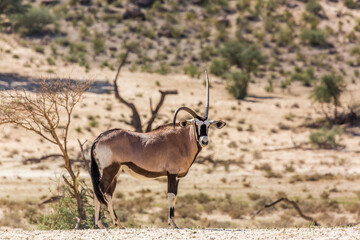 Diform horn South African Oryx in dry land in Kgalagadi transfrontier park, South Africa; specie Oryx gazella family of Bovidae