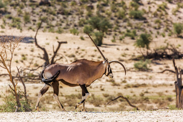 Diform horn South African Oryx in dry land in Kgalagadi transfrontier park, South Africa; specie...