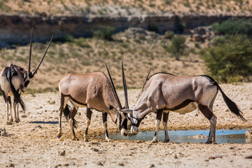 Naklejka na ściany i meble Two South African Oryx dueling at waterhole in Kgalagadi transfrontier park, South Africa; specie Oryx gazella family of Bovidae