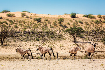 Naklejka na ściany i meble Four South African Oryx in desert dune scenery in Kgalagadi transfrontier park, South Africa; specie Oryx gazella family of Bovidae