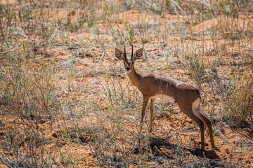 Steenbok looking at camera in scrubland in Kgalagadi transfrontier park, South Africa ; Specie Raphicerus campestris family of Bovidae