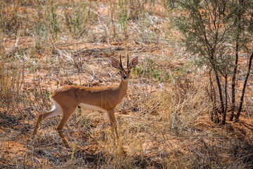 Steenbok male in dry grass looking at camera in Kgalagadi transfrontier park, South Africa ; Specie Raphicerus campestris family of Bovidae