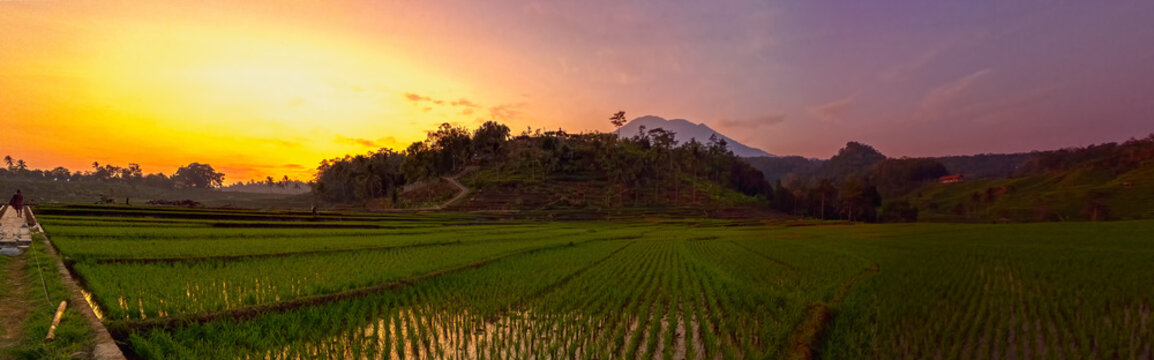 sunrice field and mountain panorama