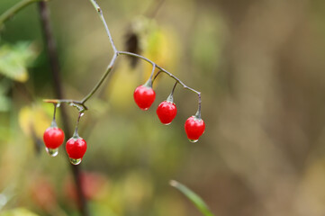 Red berries in autumn