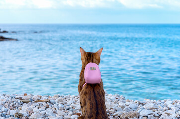 Bengal cat with a small backpack on his back against the background of the sea.