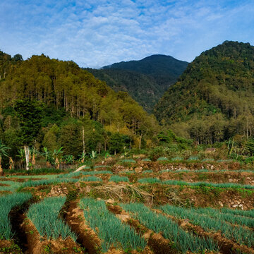 rice field