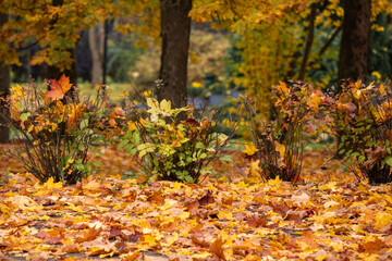 bushes with autumn leaves in the park