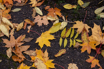 Autumn multicolored maple leaf on the ground