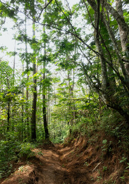 in the jungle