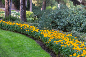 Lawn with saffron in a beautiful park