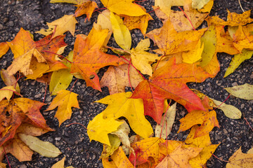 Autumn multicolored maple leaf on the ground